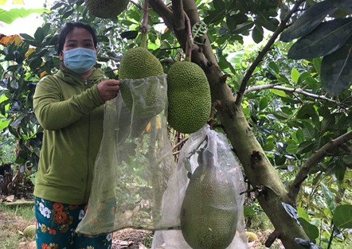 Năng động sản xuất, phát triển kinh tế gia đình