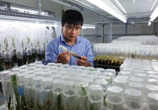 Áp dụng quy trình nhân giống dừa sáp của Trường ĐH Trà Vinh vào sản xuất