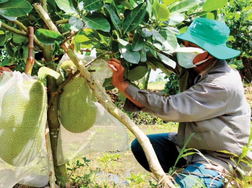 Cần liên kết, nâng cao chất lượng trái cây