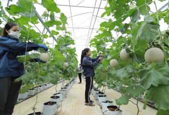 Nghị quyết của Chính phủ tháo gỡ vướng mắc trong lĩnh vực nông nghiệp và phát triển nông thôn Nghị quyết của Chính phủ tháo gỡ vướng mắc trong lĩnh vực nông nghiệp và phát triển nông thôn