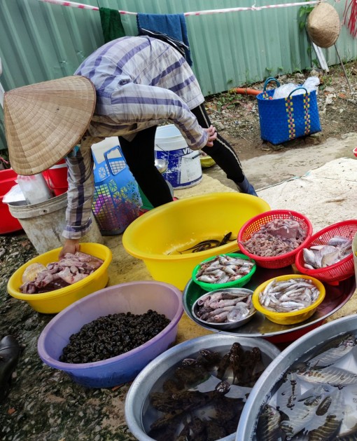 Giá ốc bươu đen và ốc lác tăng trở lại