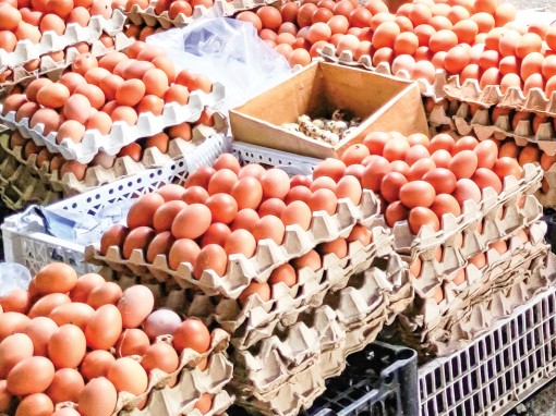 Giá trứng gia cầm tăng