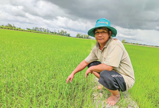 Chủ động chăm sóc, bảo vệ tốt lúa đông xuân