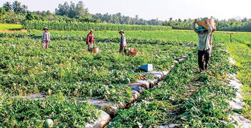 Giá nhiều loại trái cây giảm