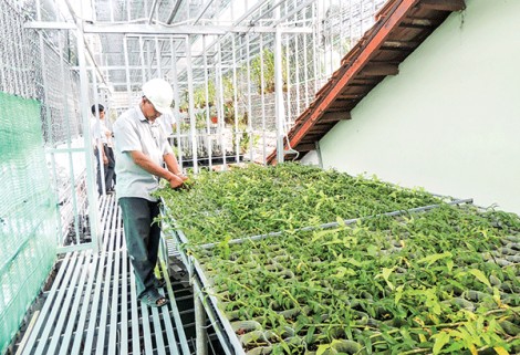 Khuyến khích phát triển kinh tế tập thể, liên kết sản xuất theo chuỗi giá trị