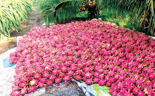 Tiền Giang nỗ lực tìm giải pháp tiêu thụ hàng nông sản