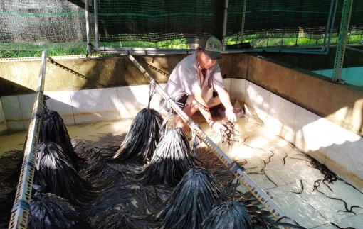 Giá lươn thịt khởi sắc trở lại