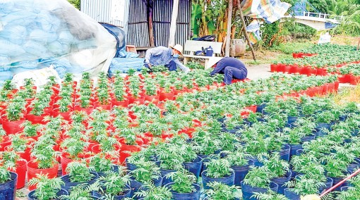 Lượng hoa kiểng nông dân chuẩn bị phục vụ Tết  giảm mạnh