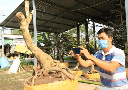 Ða dạng hóa hình thức quảng bá, tiêu thụ hoa kiểng