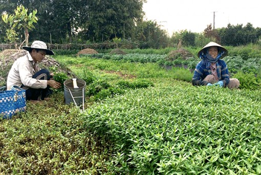 Duy trì việc làm, tăng thu nhập dịp Tết