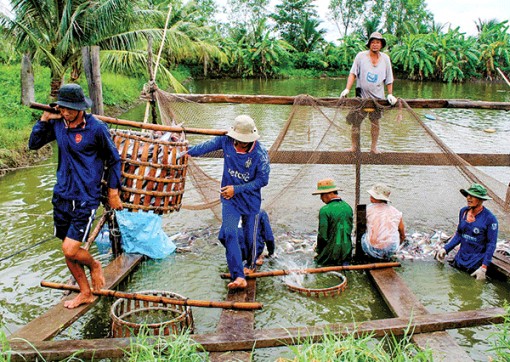 Duy trì tổng sản lượng thủy sản nuôi trồng và khai thác ở mức 8,73 triệu tấn