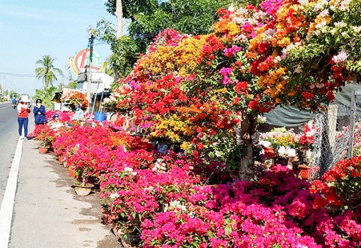 Cái Mơn rộn ràng mùa hoa Tết