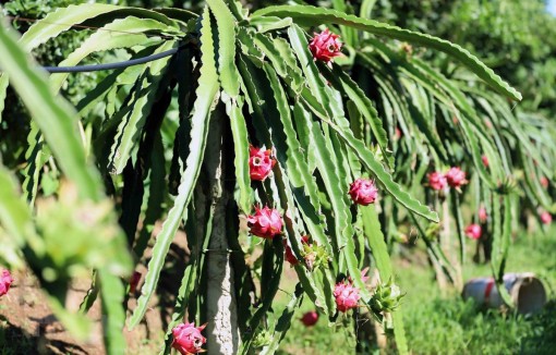 Nông sản Việt đến khi nào mới hết "phập phồng" đầu ra?