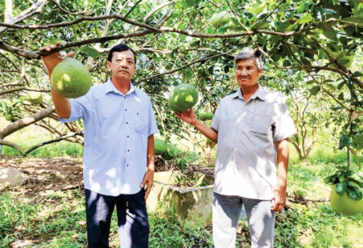 Giá bưởi da xanh tăng