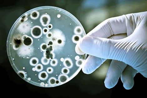 Thực trạng vi khuẩn kháng thuốc kháng sinh nghiêm trọng hơn chúng ta nghĩ!