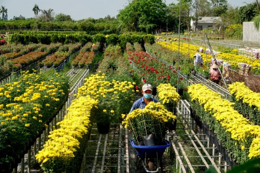 Làng hoa Sa Đéc tất bật ngày giáp Tết