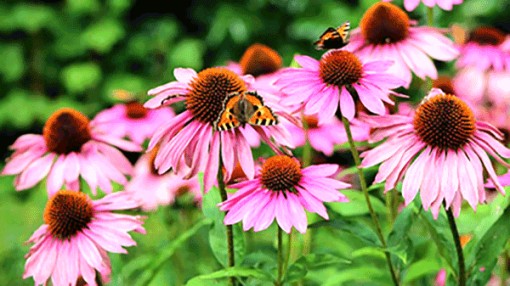 4 thảo dược giúp tăng sức đề kháng của cơ thể