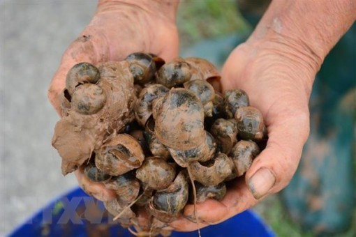 An Giang: Xuất hiện 17 loài ngoại lai xâm hại và có nguy cơ xâm hại