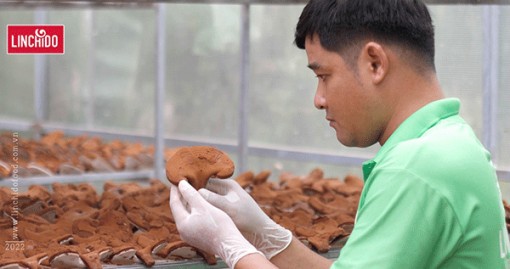 Nâng cao sức đề kháng với nấm linh chi đỏ