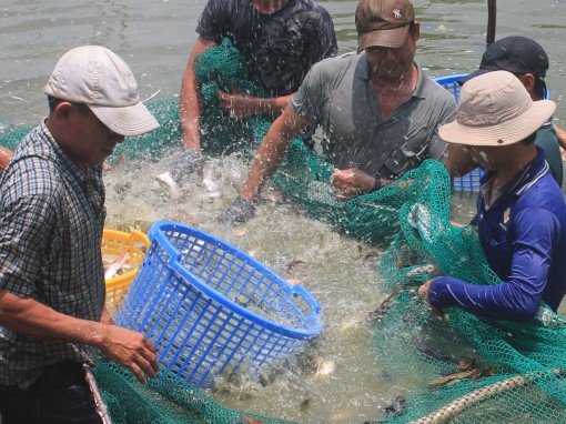 Giá một số loại cá nuôi khởi sắc