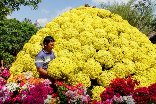 Du xuân miền Tây, ngắm bó cúc mâm xôi lớn nhất Việt Nam