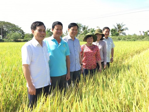 Nỗ lực chăm sóc, bảo vệ lúa đông xuân