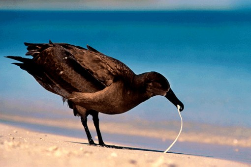 Rác thải nhựa “bóp nghẹt” các đại dương