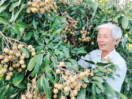 Giá xoài và nhãn khởi sắc