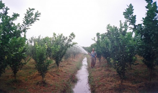 Vĩnh Long tập trung nâng cao chất lượng, đầu ra cho cây có múi