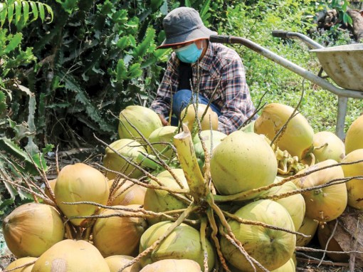 Dừa tươi tăng giá