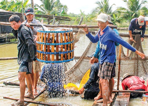 Giá cá tra nguyên liệu tăng