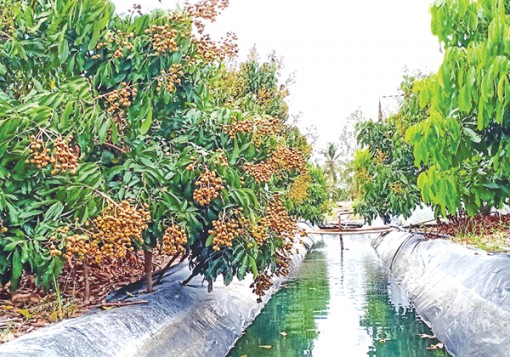 Nhiều giải pháp sản xuất nông nghiệp ứng phó khô hạn, xâm nhập mặn