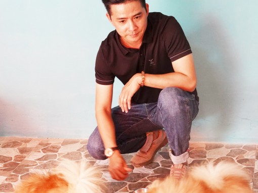 Thành công với trại nhân giống chó Pom