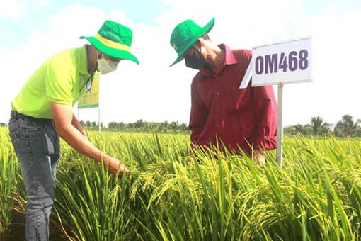 Trình diễn 35 giống lúa triển vọng vụ đông xuân