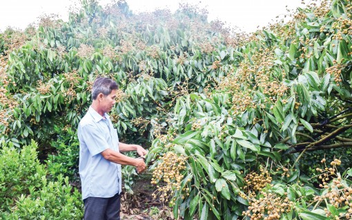 Phong Điền phấn đấu có 6 sản phẩm đạt chuẩn OCOP