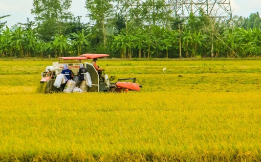 Lúa đông xuân vào mùa thu hoạch, chờ giá