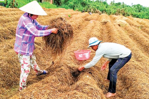 Nấm rơm bán được giá cao