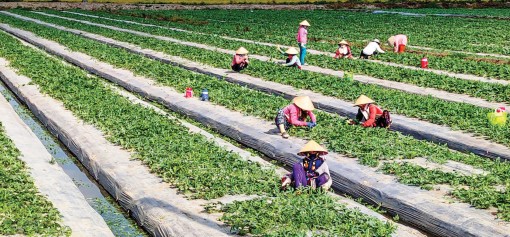 Tăng cường sản xuất rau màu