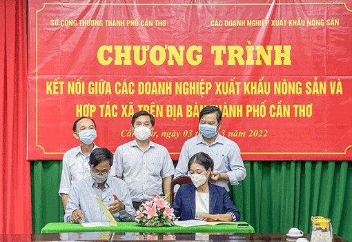 Kết nối giữa doanh nghiệp xuất khẩu nông sản và các hợp tác xã tại TP Cần Thơ