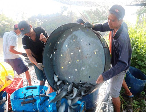 Diện tích thả nuôi thủy sản tăng mạnh