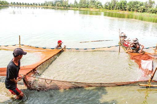 Giá cá tra giống tăng mạnh