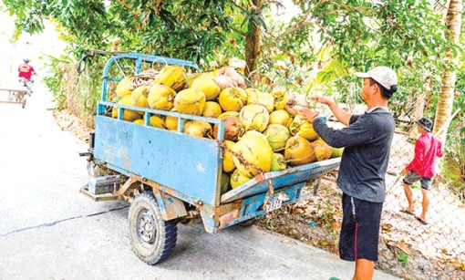 Giá dừa khô giảm