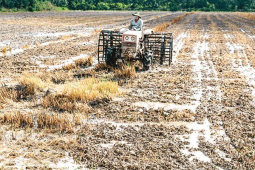 Ðể sản xuất thắng lợi vụ hè thu