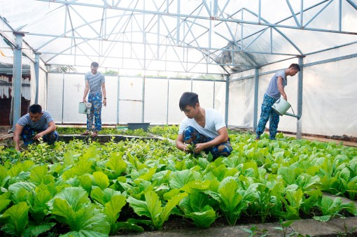 Đảo Sơn Ca: Điểm sáng về tăng gia sản xuất của Lữ đoàn 146