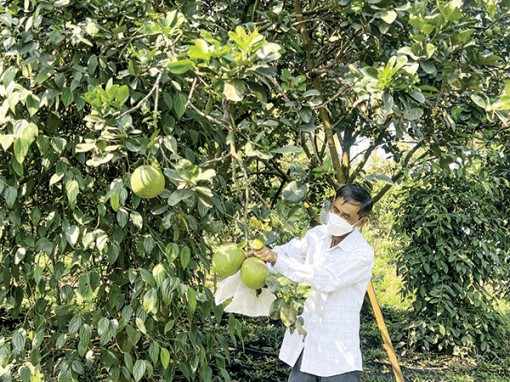 Ô Môn hỗ trợ nhà nông sản xuất theo hướng chất lượng cao