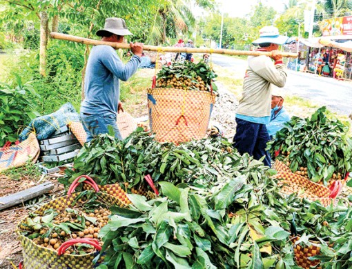 Giá nhãn Ido tăng mạnh trở lại