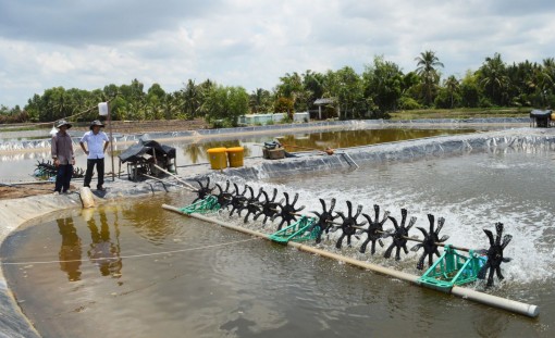 Thách thức từ vùng nuôi tôm