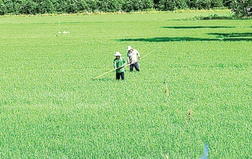 Chủ  động tiết giảm chi phí cho vụ hè thu