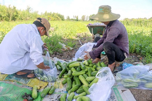 Giá nhiều loại rau màu tăng