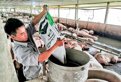 Vĩnh Thạnh tập trung bảo vệ an toàn đàn gia súc, gia cầm